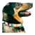 TSC Nylon Dog Collar